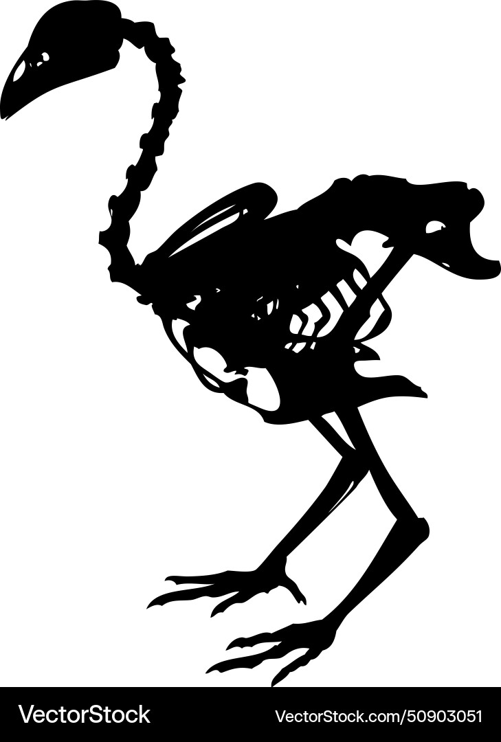 Skeleton Chicken Royalty Free Vector Image Vectorstock Skeleton Chicken Royalty Free Vector Image Vectorstock