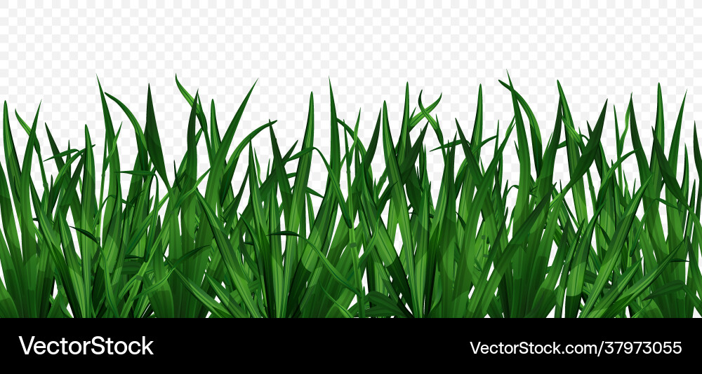 Green grass background Royalty Free Vector Image