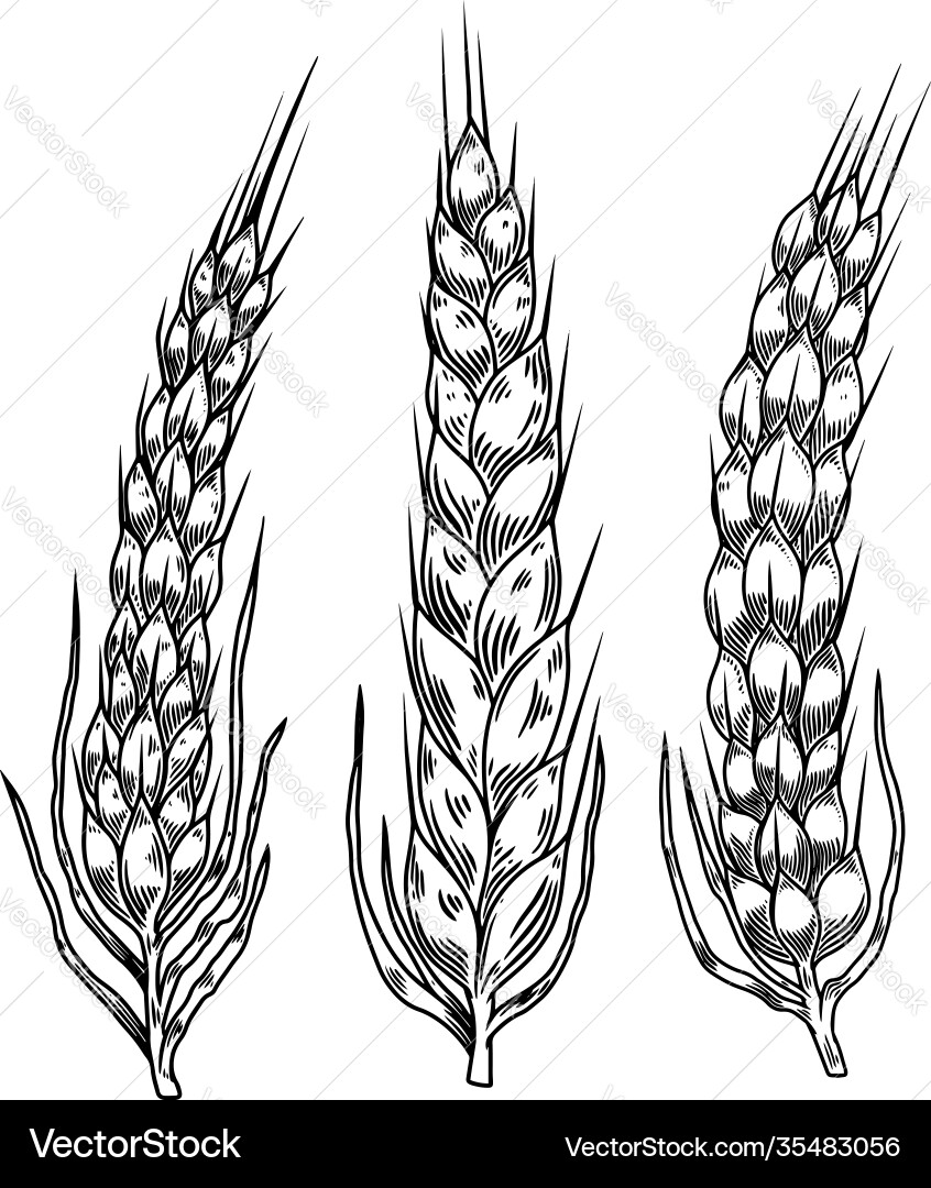 Wheat spikelets in engraving style design element Wheat spikelets in engraving style design element vector image
