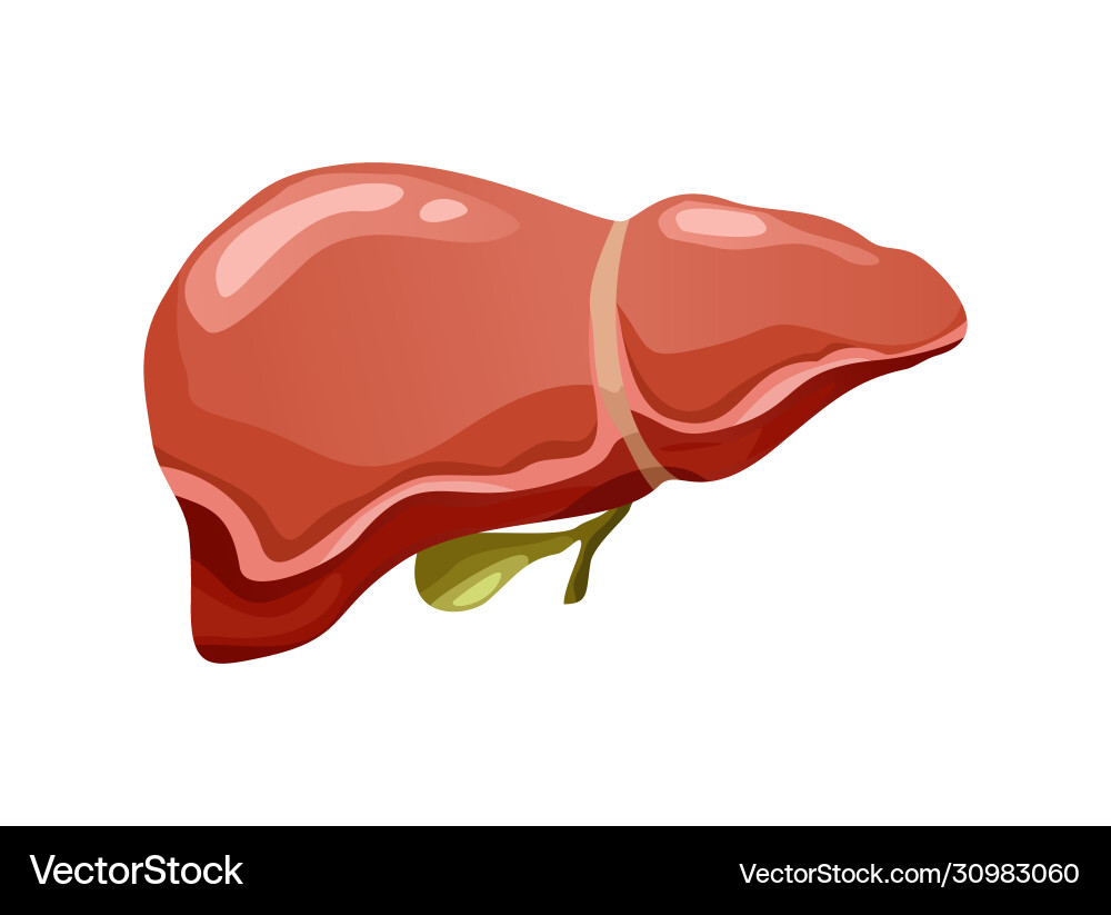 Realistic human liver organ front view Realistic human liver organ front view vector image