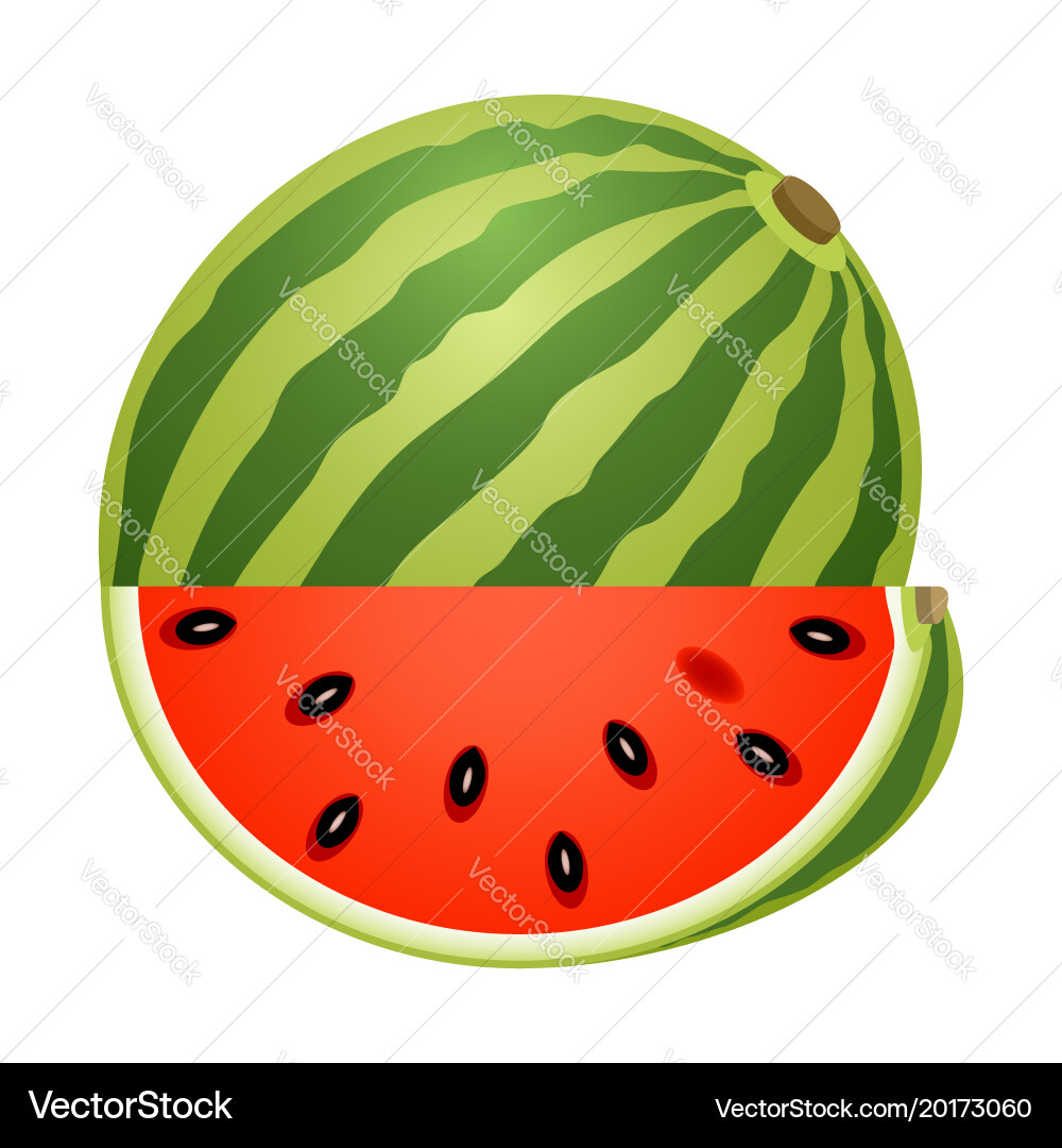 Watermelon with slice isolated on white Vector Image