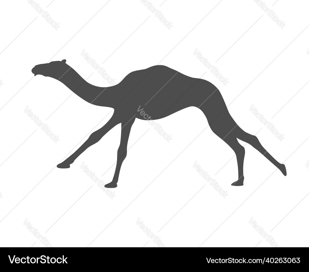 Running camel Vector Image