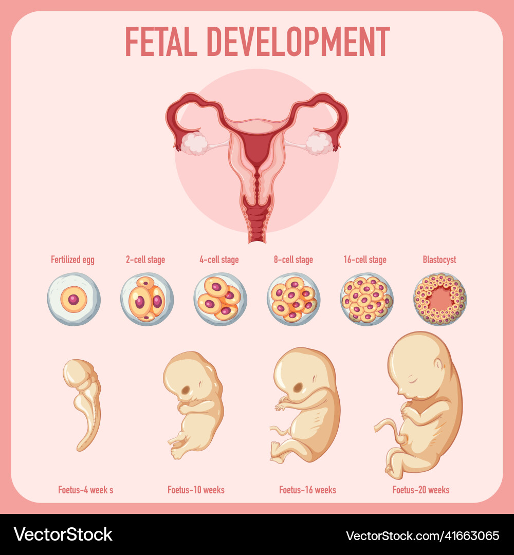Human embryonic development in infographic Vector Image Biology Diagrams