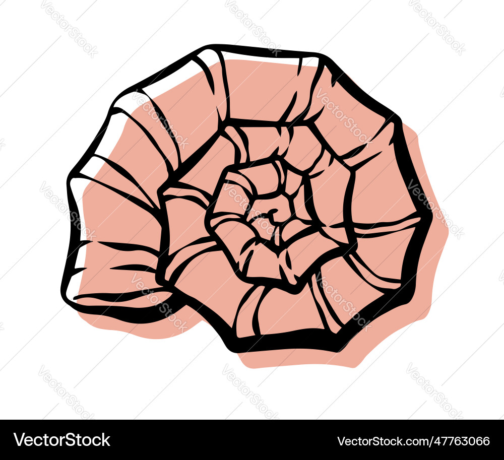 Shell with an outline in a trendy minimal style Shell with an outline in a trendy minimal style vector image
