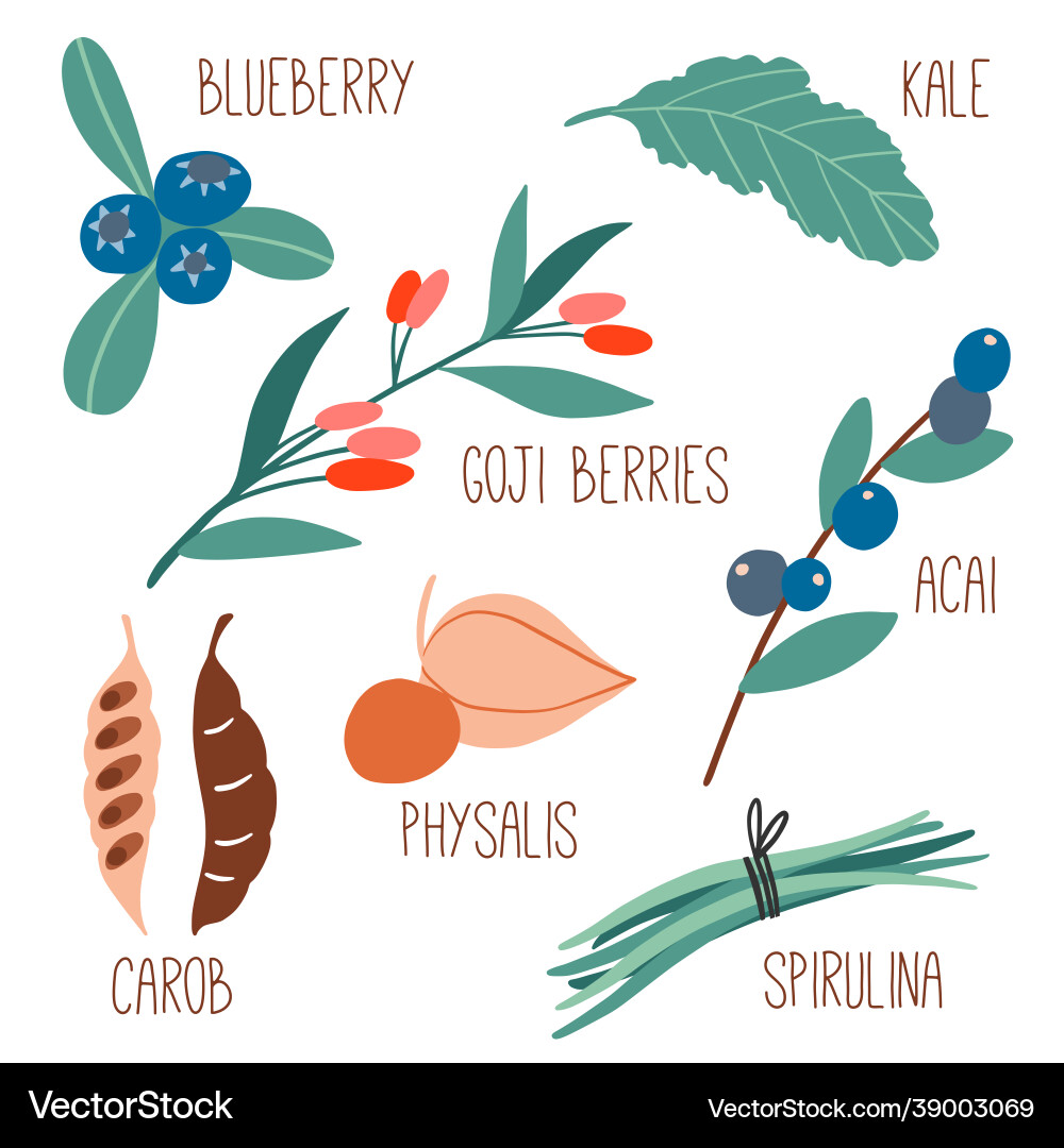 Bio gesunde Lebensmittelsammlung Superfood Pflanzen Bio gesunde Lebensmittelsammlung Superfood Pflanzen vektorbild