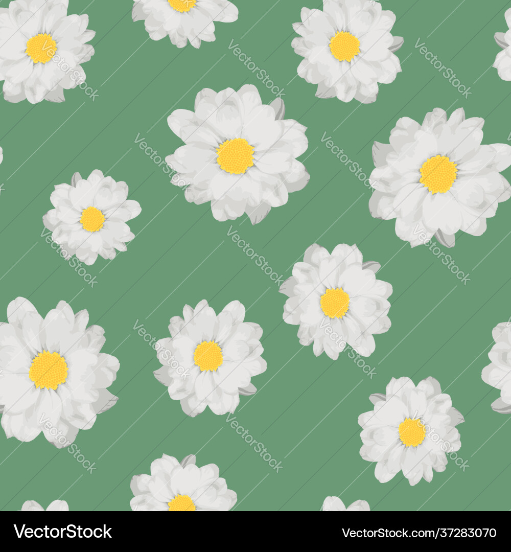 Chamomile pattern Chamomile pattern vector image
