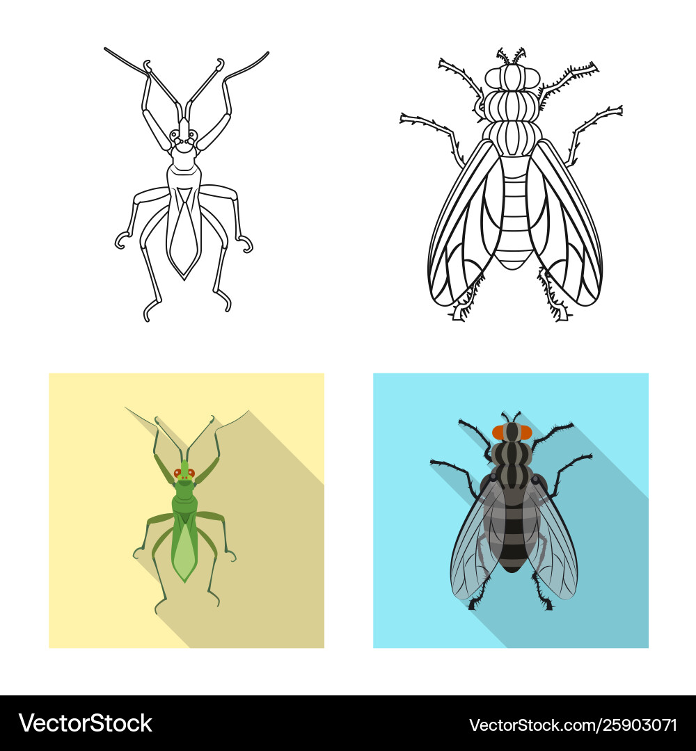 Isolated object insect and fly icon collection vector image