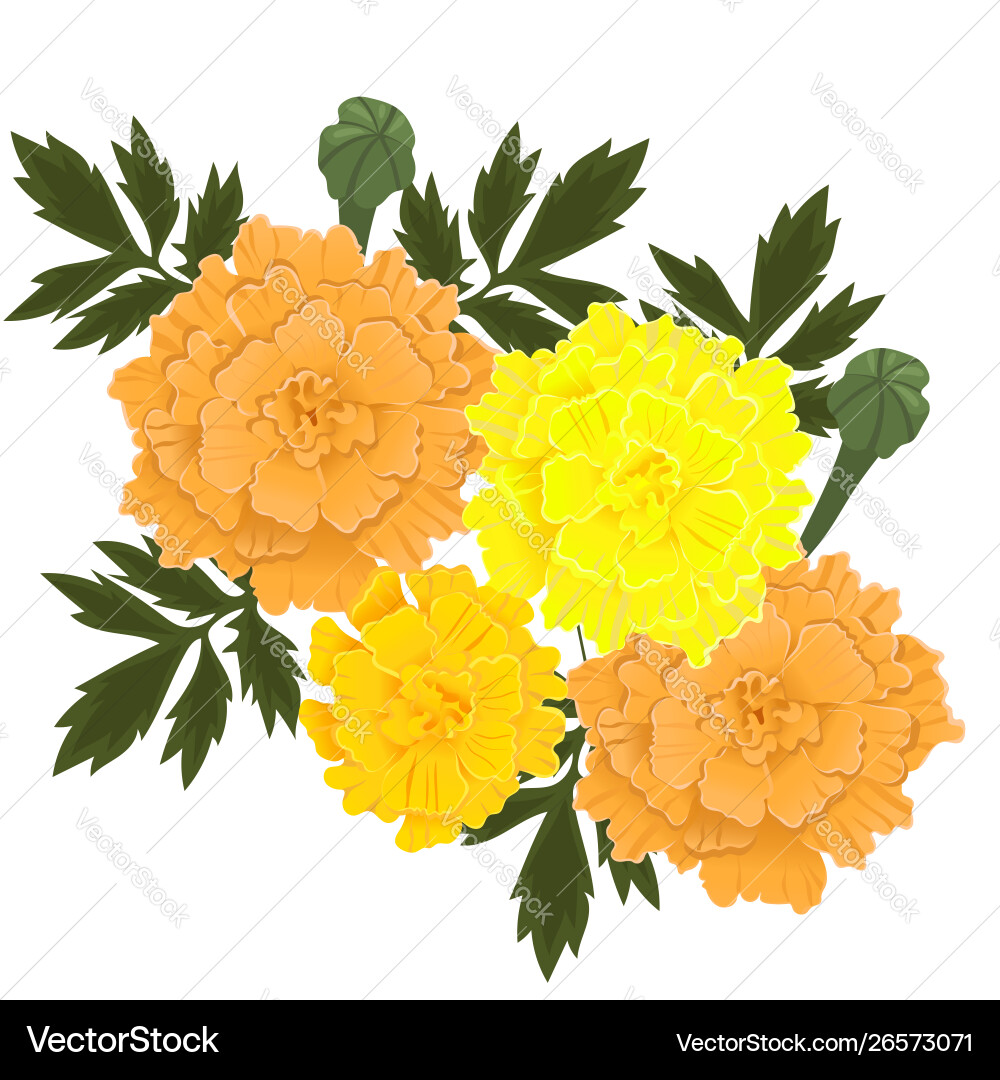 Marigold Blüten gelb und orange Farbe Marigold Blüten gelb und orange Farbe vektorbild