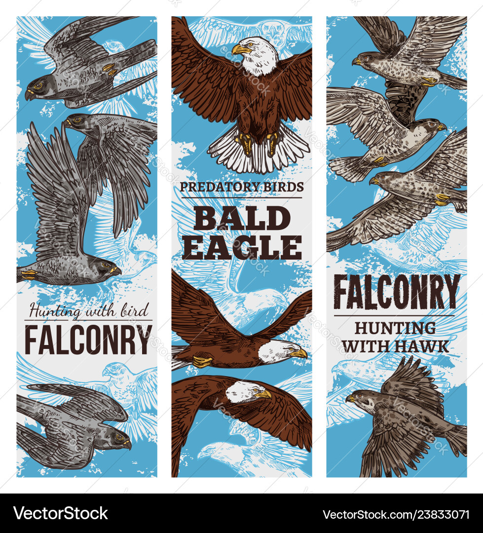 Predatory birds sketch eagle or falcon hunt – Royalty-Free Vector |  VectorStock, image size:979x1080