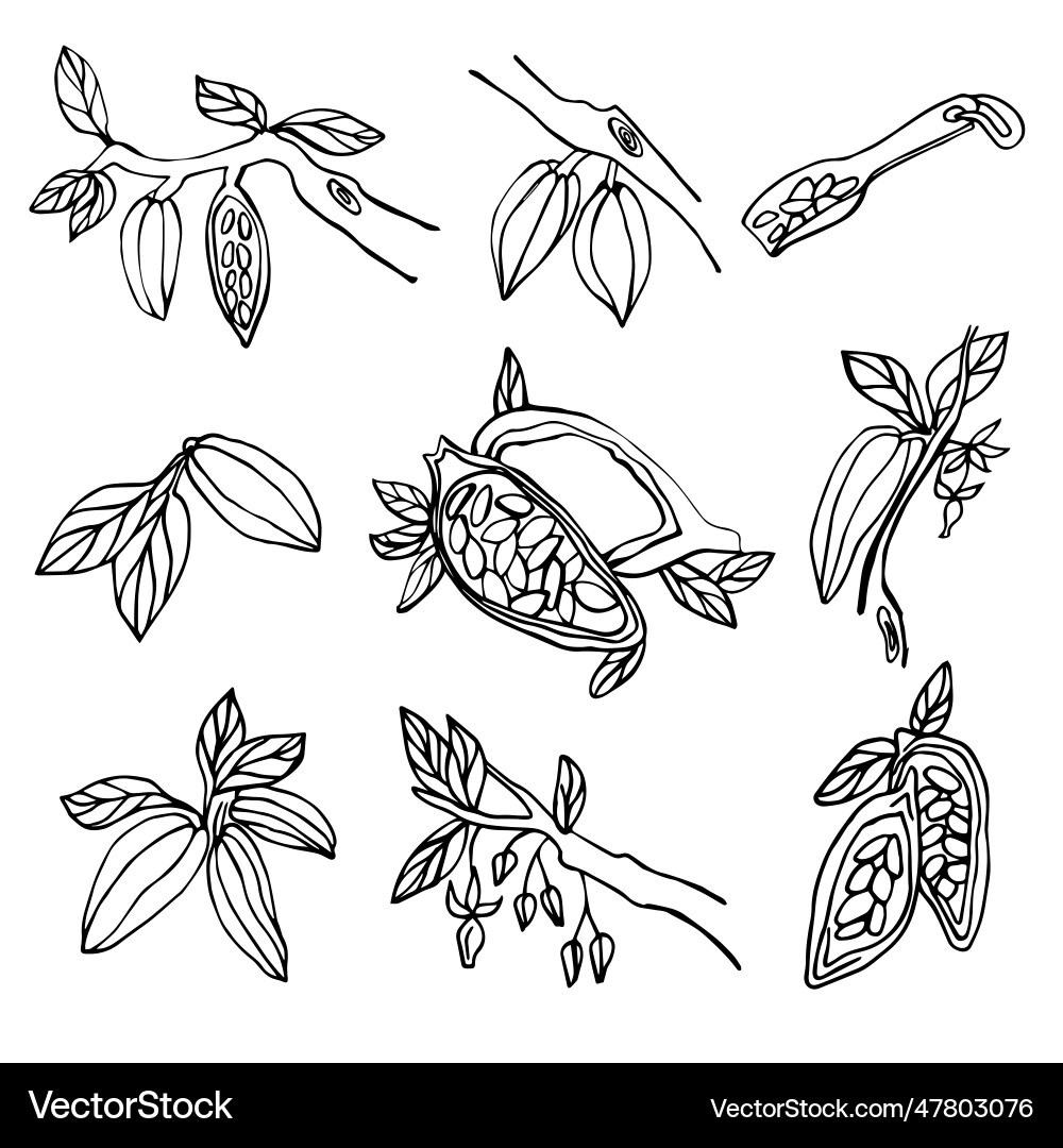 Set of cocoa beans the branches trees Vector Image