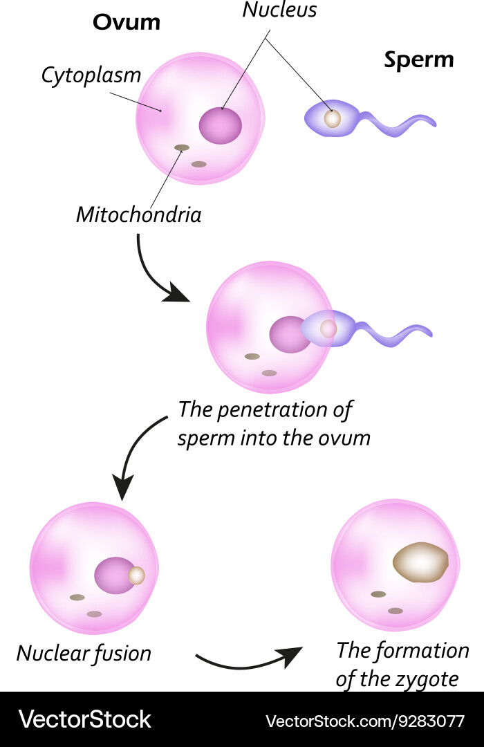 Structure of the ovum introduction Vector Image