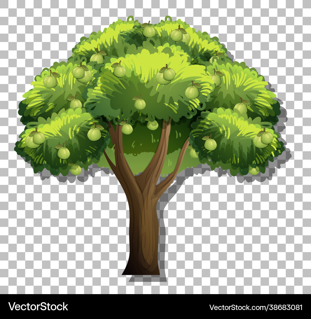 Guava tree on transparent background Guava tree on transparent background vector image