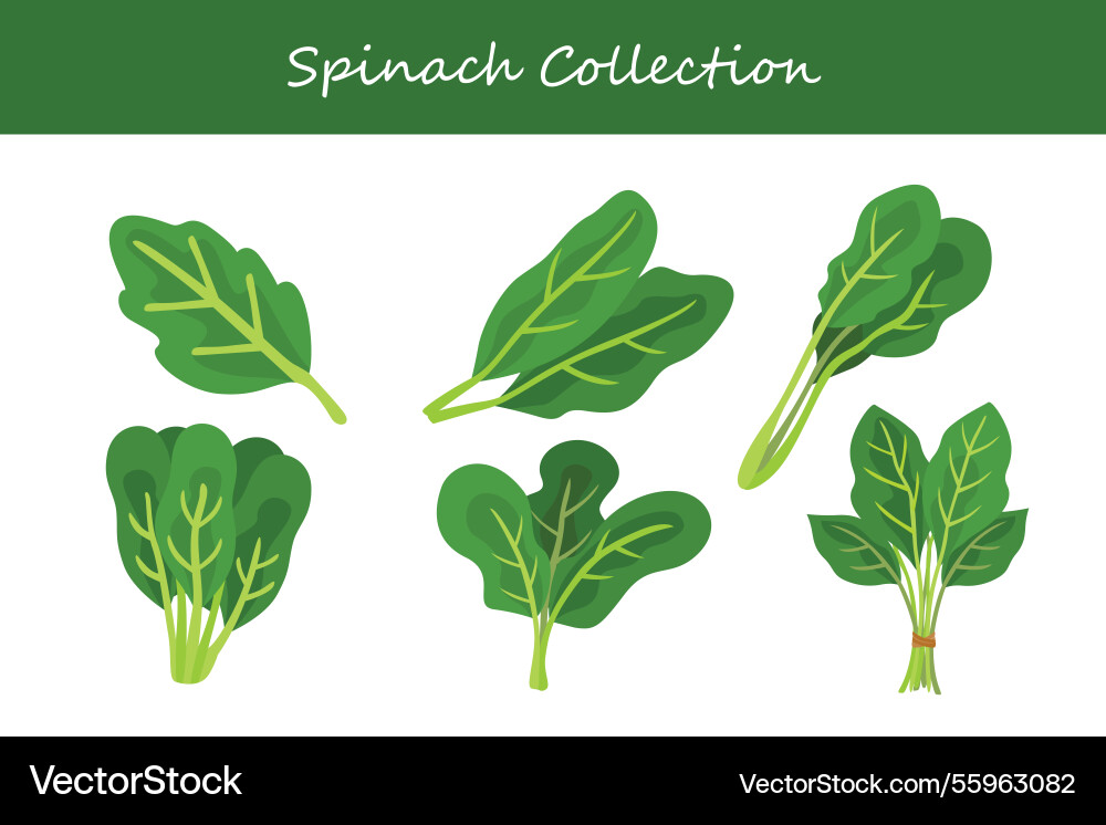Spinach collection in different style Spinach collection in different style Vector Image