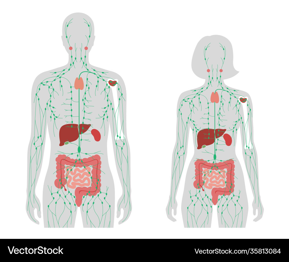 Lymphatic system concept Royalty Free Vector Image