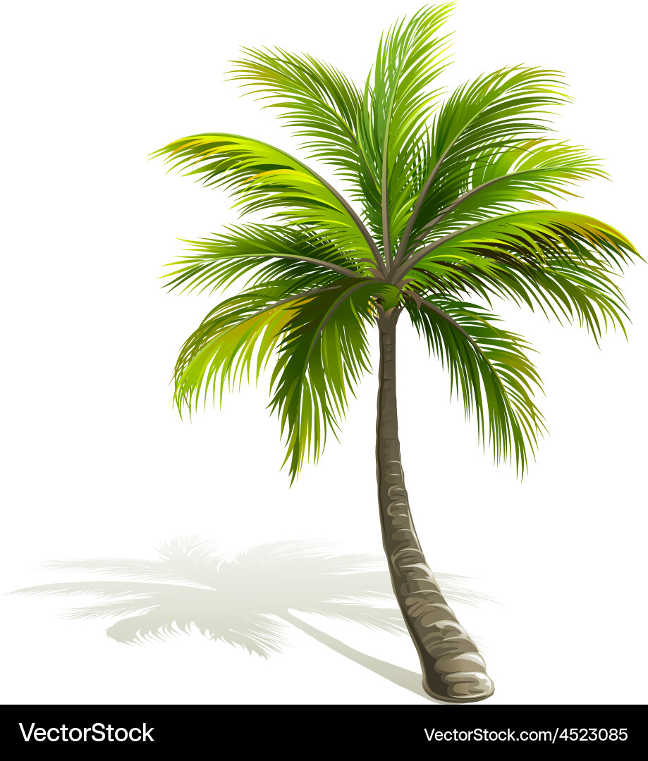 Isolated Palm Tree with Shadow Vector Image