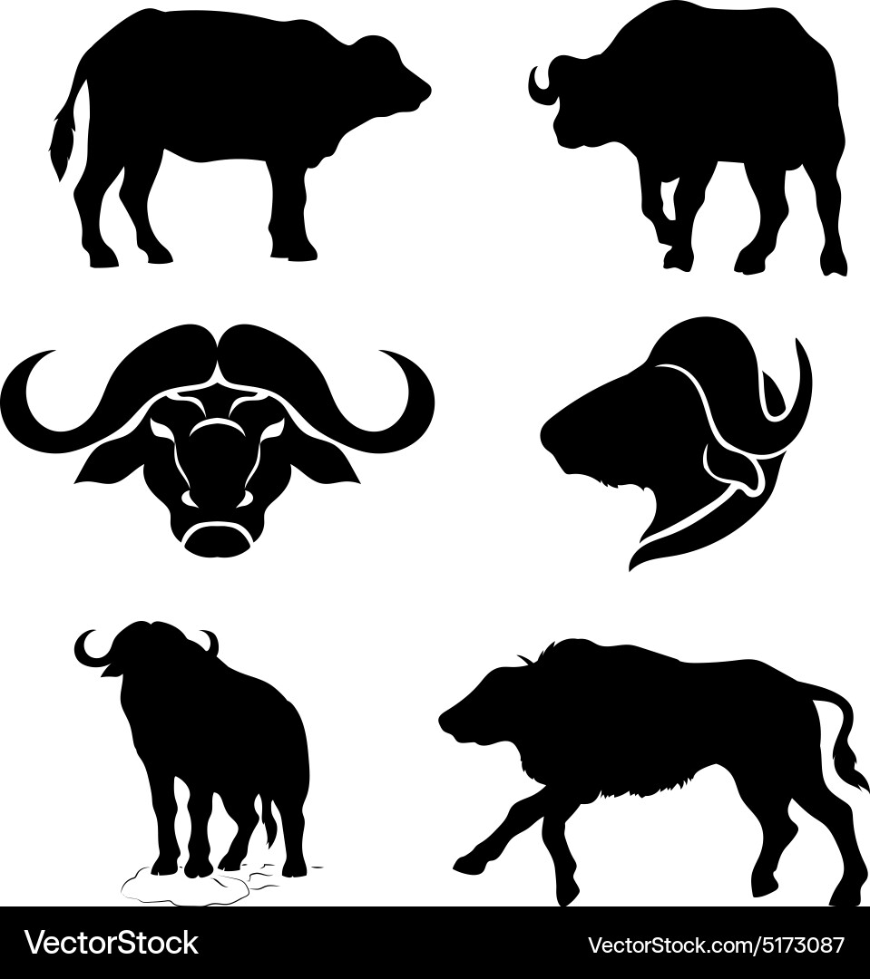 Buffalo Silhouettes Set Vector Image