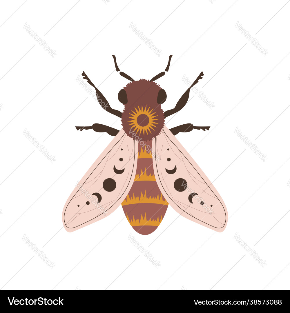 Boho honeybee insect with celestial elements Vector Image