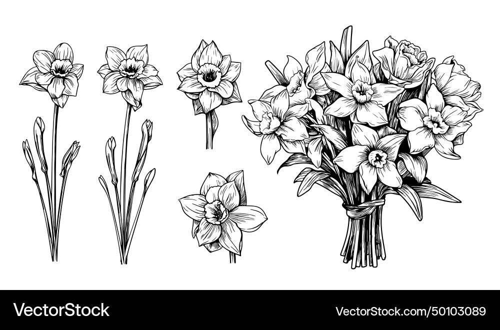 Set of daffodils Set of daffodils vector image