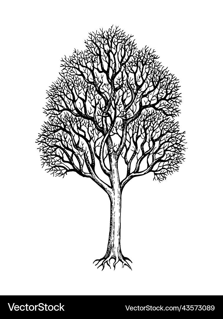 Winter maple tree ink sketch Royalty Free Vector Image