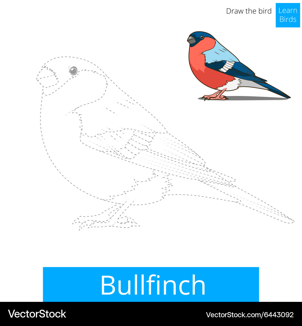 Bullfinch bird learn to draw Vector Image
