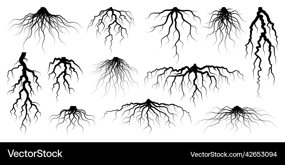Detailed Tree Roots System – Royalty-Free Vector | VectorStock