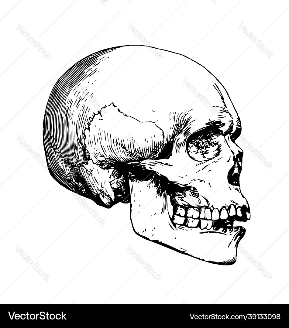 Detailed skull etching side view Vector Image