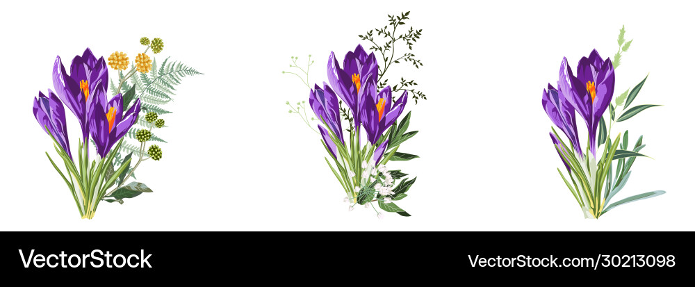 Set purple spring crocus flowers bouquet vector image