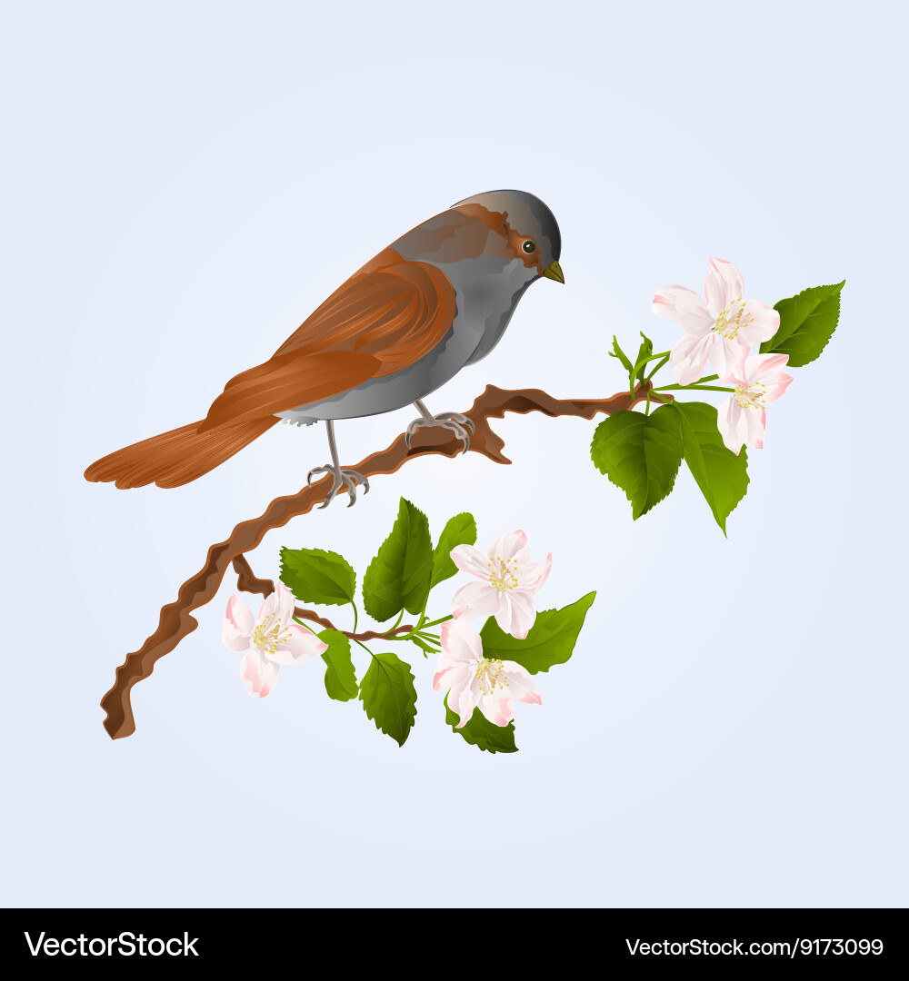 Sparrow bird on a branch of an apple tree Vector Image