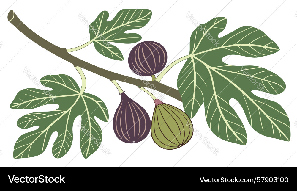 Stylized fig branch simple botanical element Vector Image
