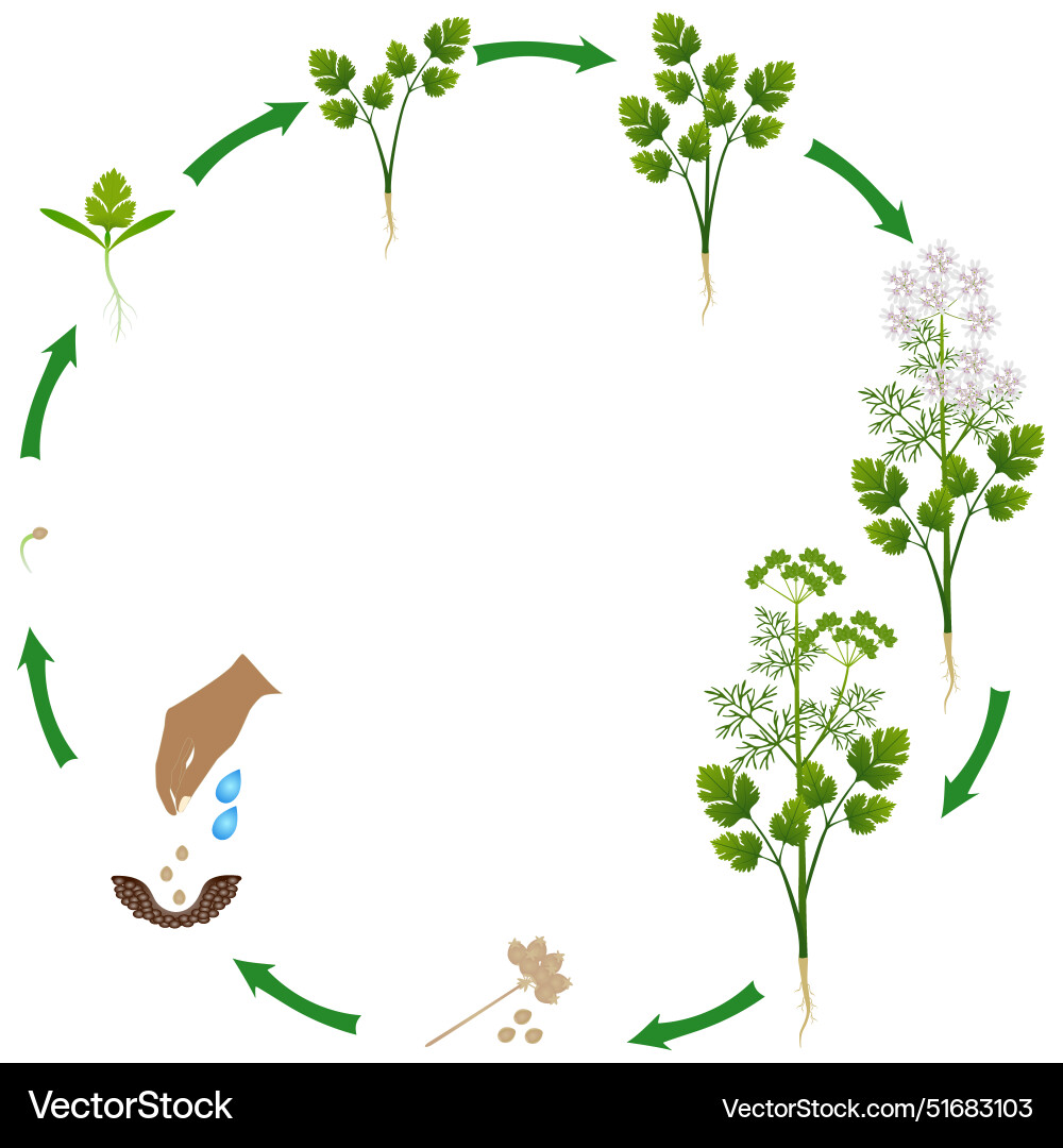 Life cycle of coriander plant Royalty Free Vector Image