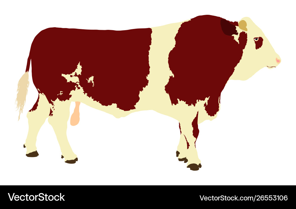 Standing adult bull isolated on white background Standing adult bull isolated on white background vector image