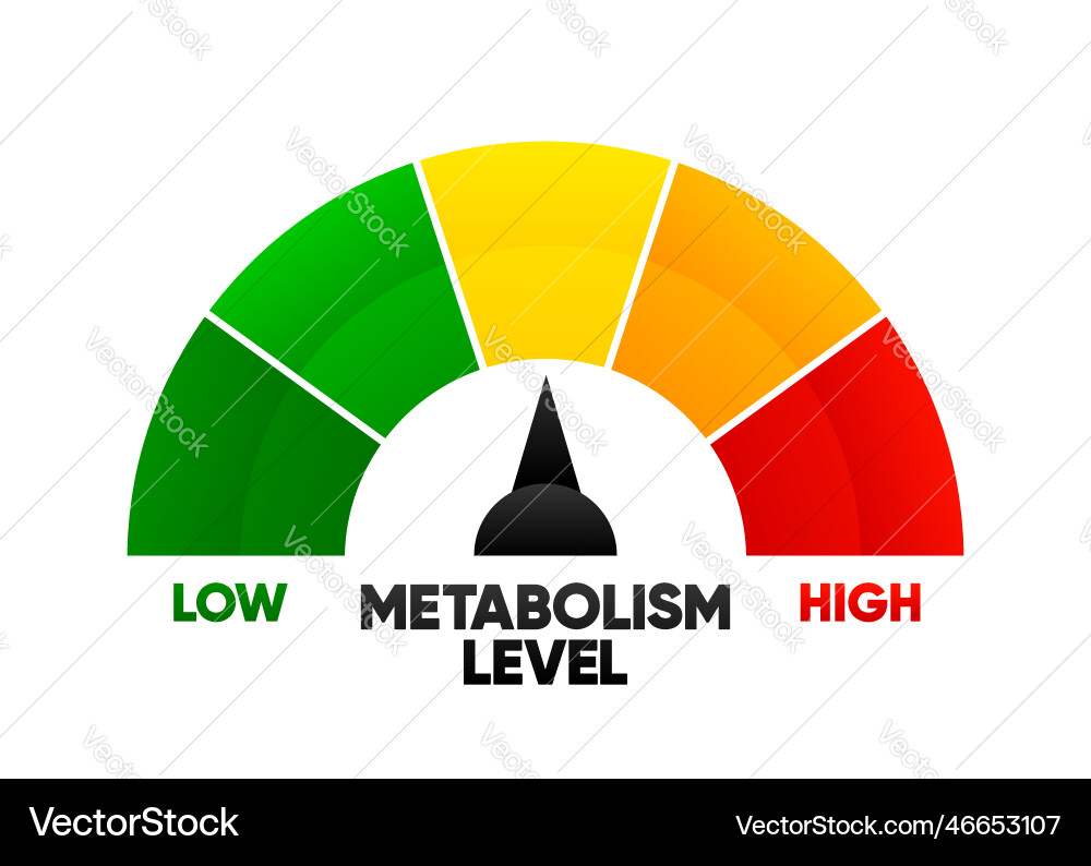 Metabolism level scale with arrow and measurement Metabolism level scale with arrow and measurement vector image