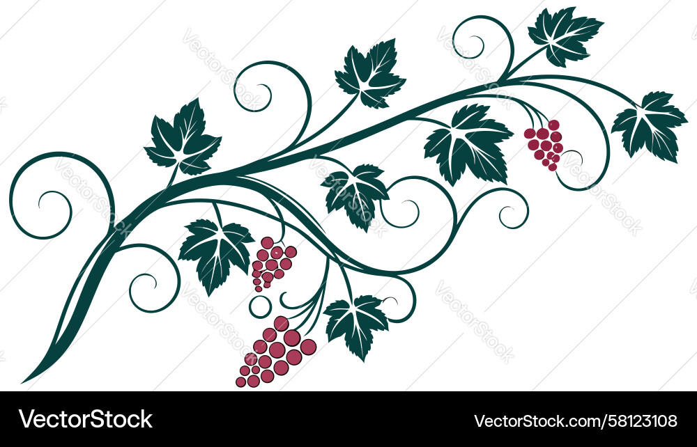 Elegant Grape Vine Scroll Vector Image
