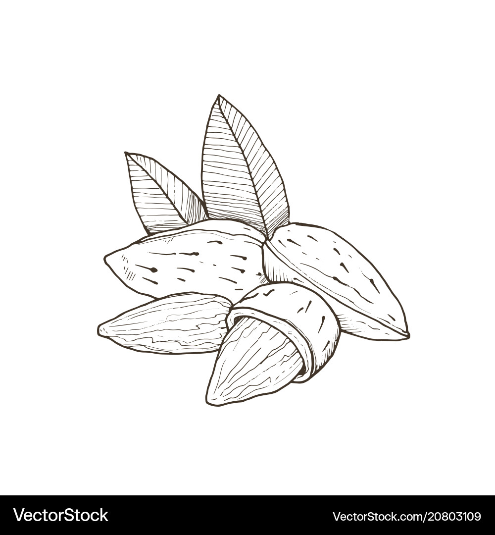 Isolated nut Isolated nut vector image