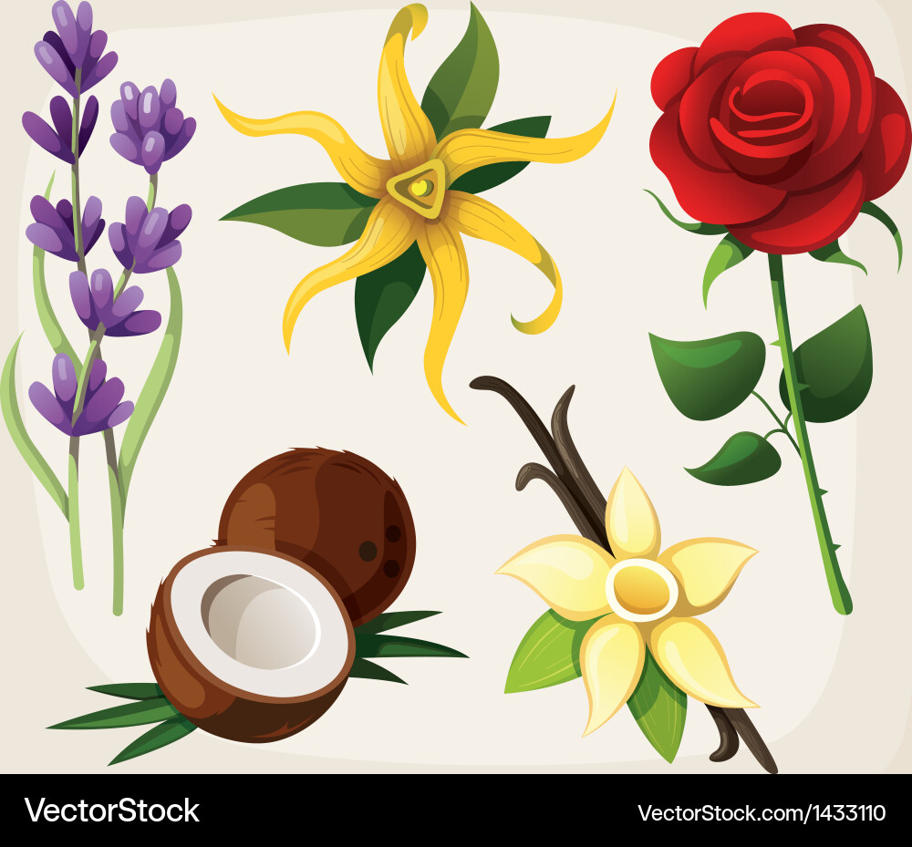 Floral Collection with Vanilla & Lavender vector image