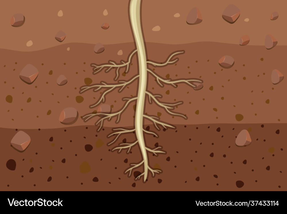 Close up plant roots in soil Close up plant roots in soil vector image