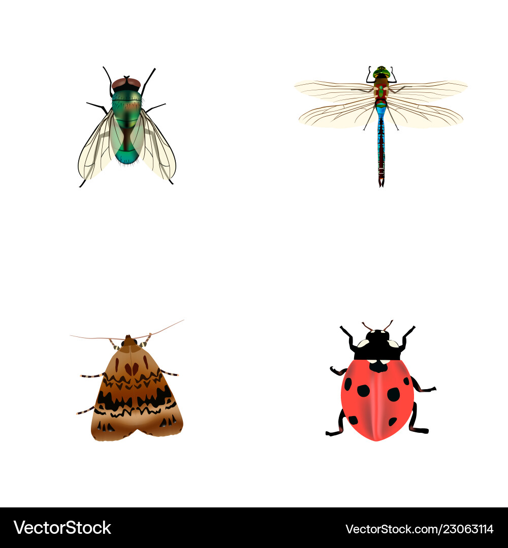 Set of bug realistic symbols with wasp ladybug Set of bug realistic symbols with wasp ladybug vector image