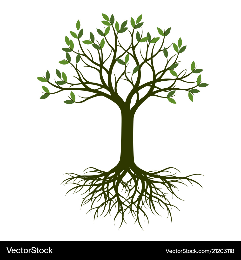 Green spring tree with root vector image