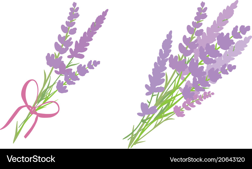 Set of two lavender flowers bouquets Set of two lavender flowers bouquets vector image