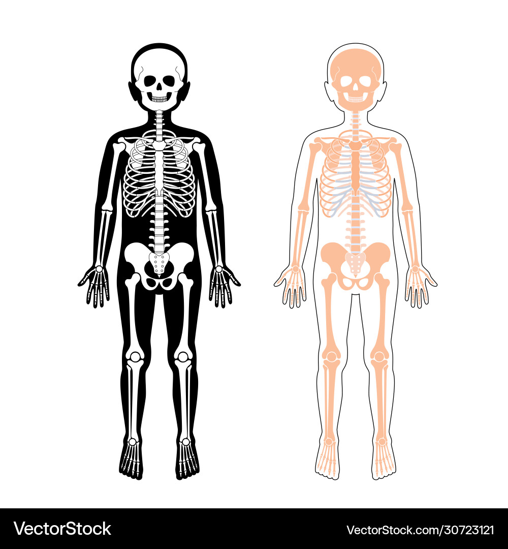 Child Skeleton Anatomy - Front View Royalty Free Vector