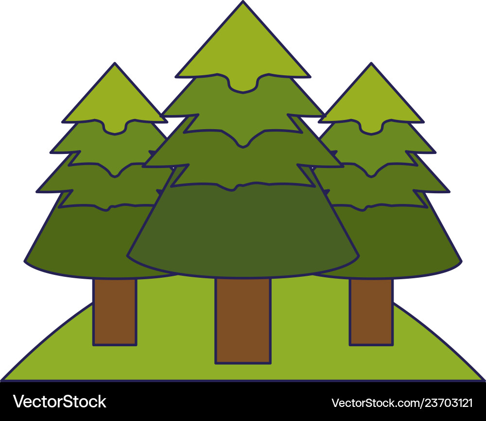 Tree pines in forest vector image