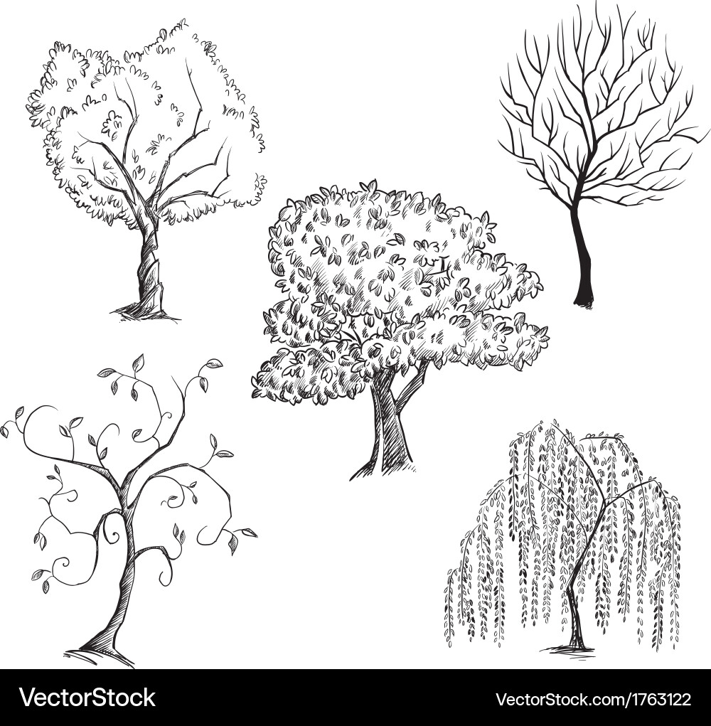 Trees collection Royalty Free Vector Image - VectorStock