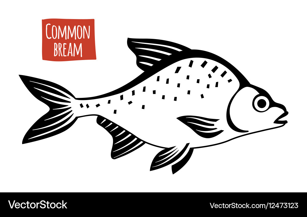 Common bream black and white Vector Image