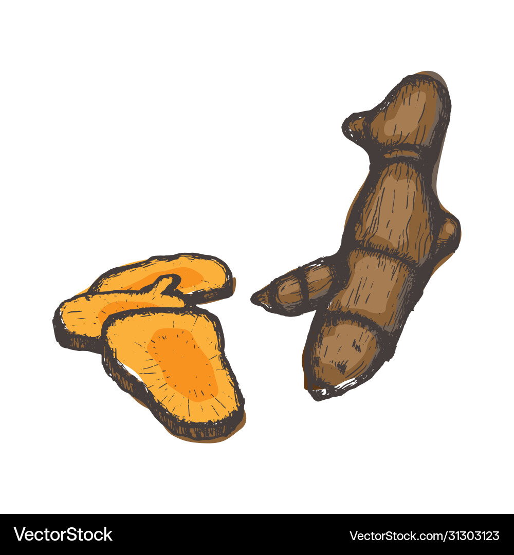 Curcuma turmeric healthy spicy ingredient Curcuma turmeric healthy spicy ingredient vector image