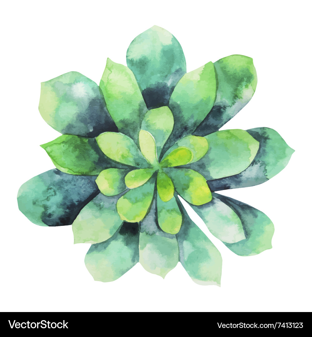 Watercolor Green Succulent Vector Image