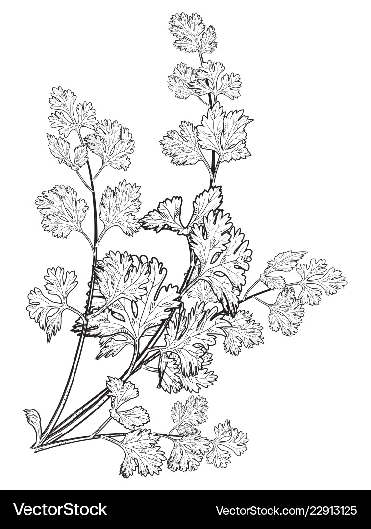 Coriander Blätter Hand gezogen auf weißem Hintergrund Coriander Blätter Hand gezogen auf weißem Hintergrund vektorbild