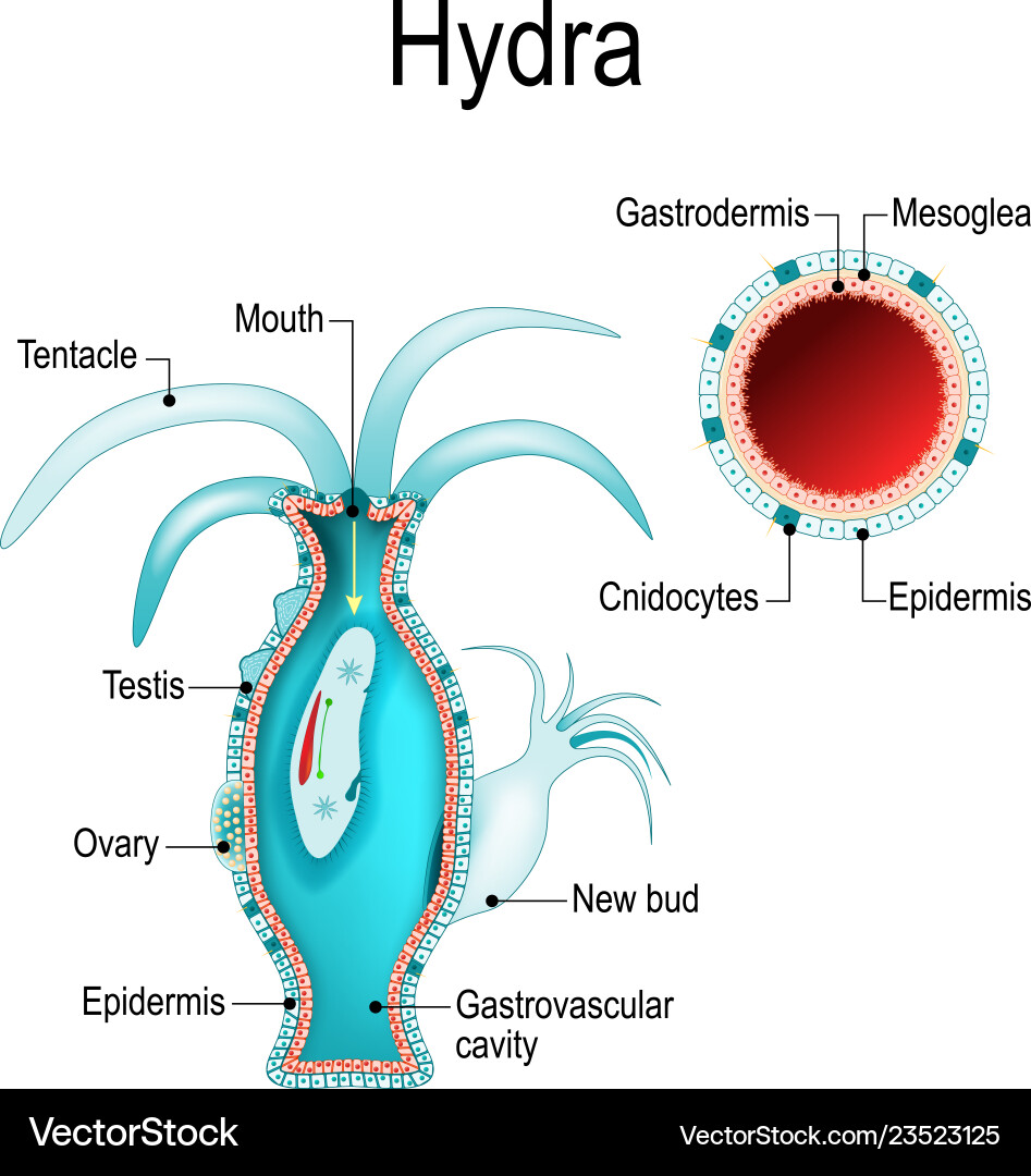 Hydra anatomy cnidaria Hydra anatomy cnidaria vector image