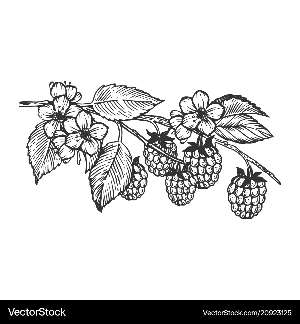Raspberry Branch Engraving - Scratch Board Style Vector Image