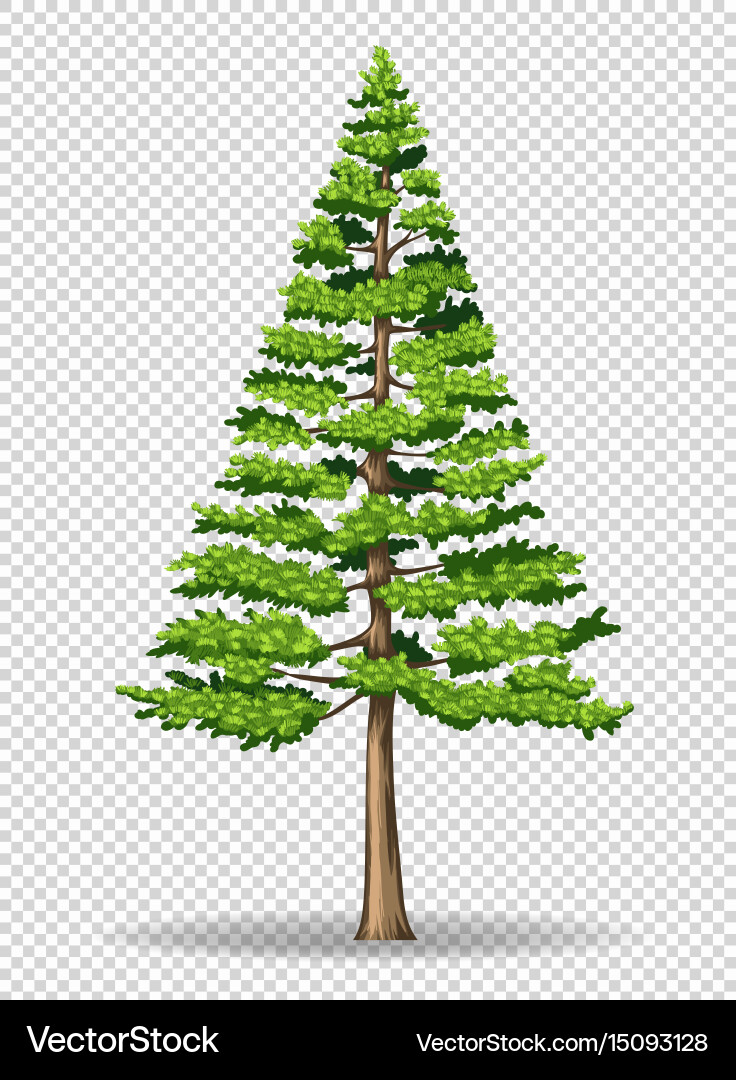 Elegant Pine Tree on Transparent Background Vector Image