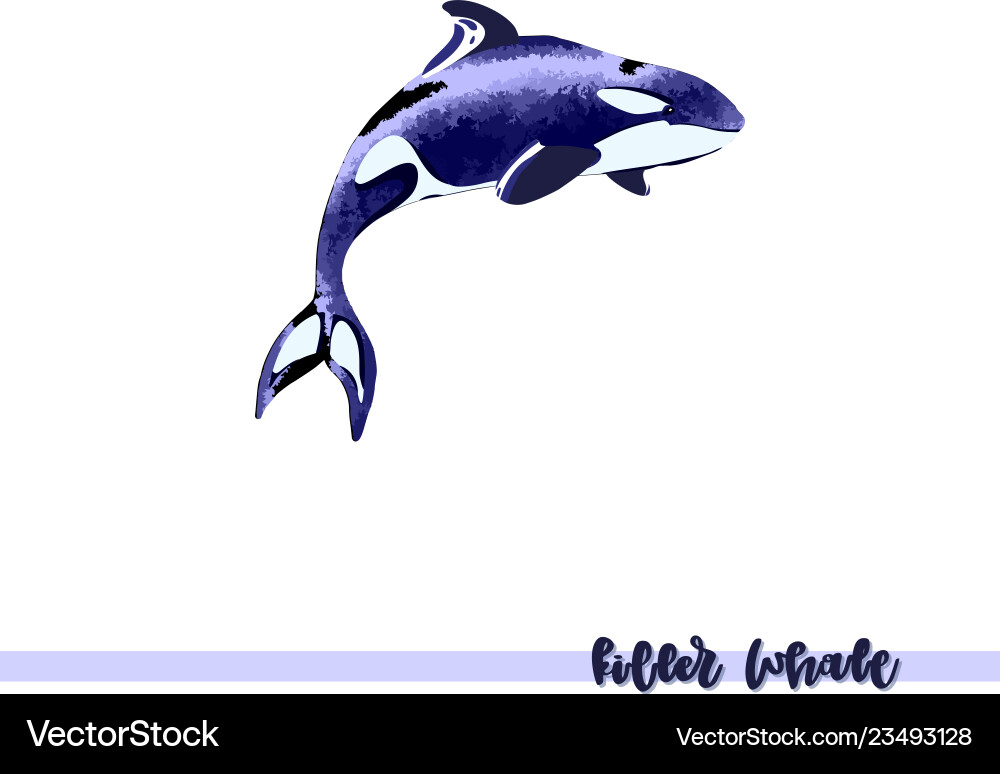 Killer Whale Killer Whale vektorbild
